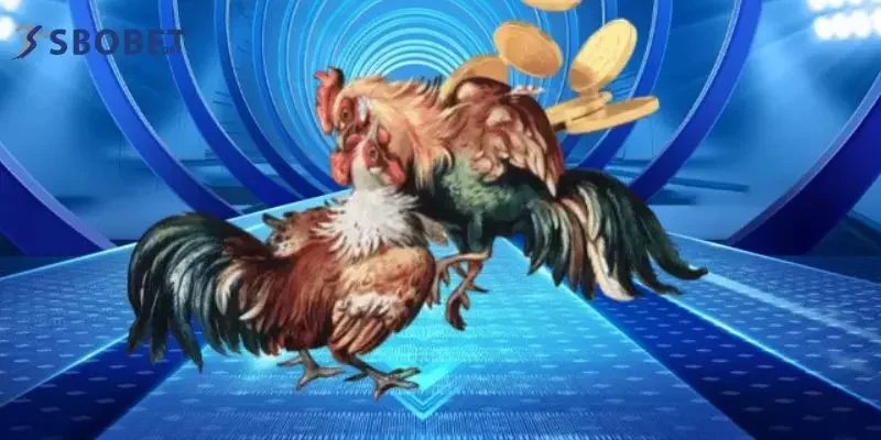 Ưu điểm khi bạn chơi đá gà tại nhà cái 